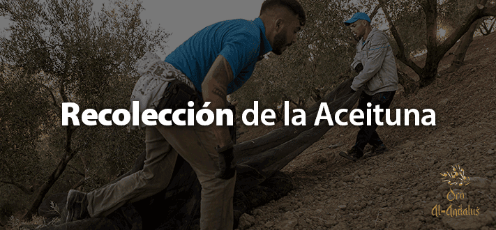 Recolección-de-la-Aceituna