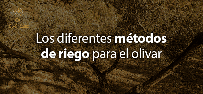 Los-diferentes-métodos-de-riego-para-el-olivar