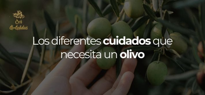 los-diferentes-cuidados-que-necesita-un-olivo