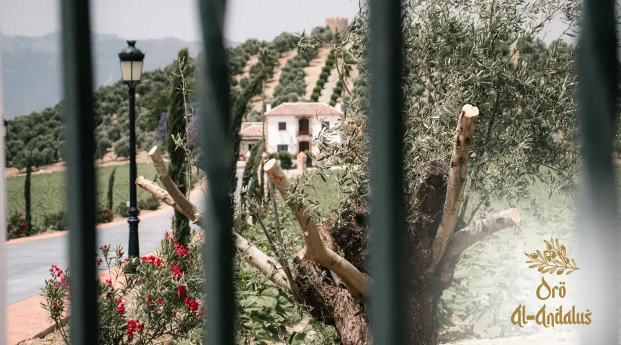 historia-aceite-cultura-mediterranea