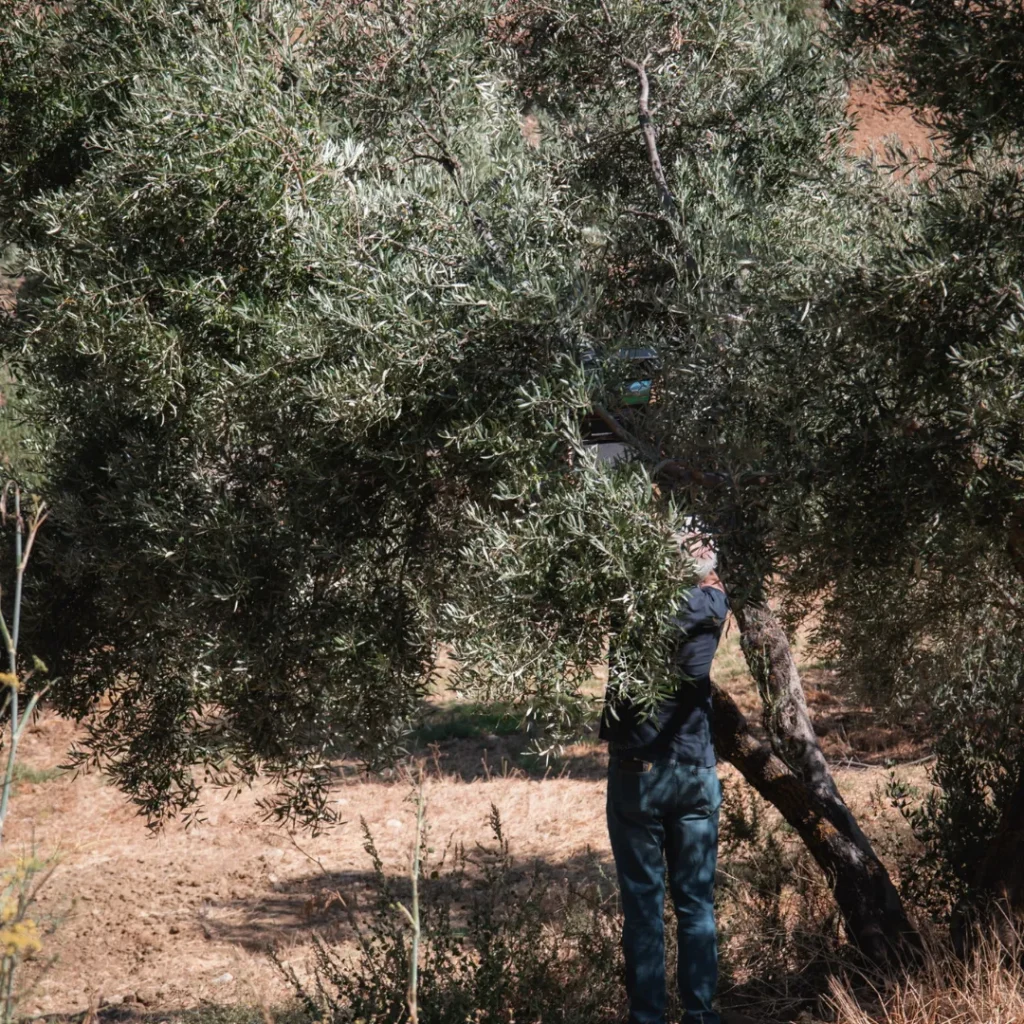 Operario realizando la poda manual de mantenimiento en un olivar de Oro Al-Andalus en Ronda, asegurando la calidad de la cosecha temprana.